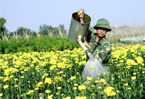 Sẵn sàng chợ hoa Tết