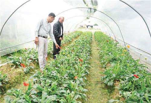  Làng hoa rộn ràng “ngóng” Tết