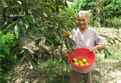 Hồng da tre Thái Nguyên 