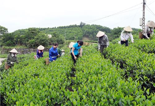 Tạo động lực phát triển kinh tế tập thể