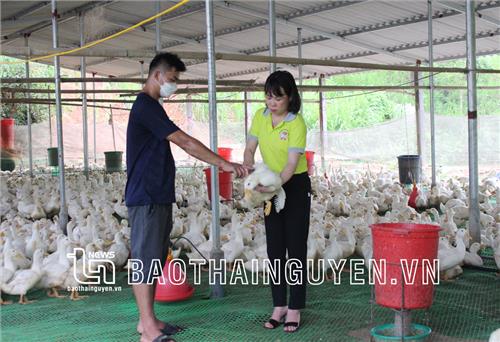 Hỗ trợ sản xuất: Giải pháp giảm nghèo bền vững