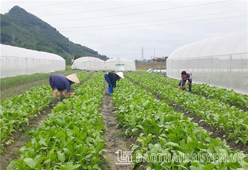 Đại Từ tạo đà cho hợp tác xã nông nghiệp