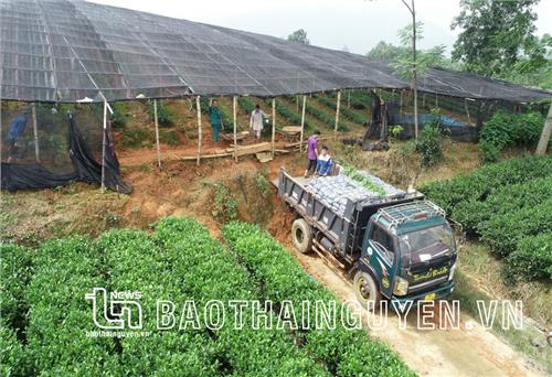 Hợp tác xã lâm nghiệp: Bảo đảm đa lợi ích