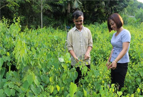 Triển vọng từ mô hình trồng rau bò khai