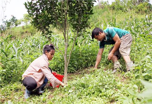 Giao rừng để dân giữ rừng