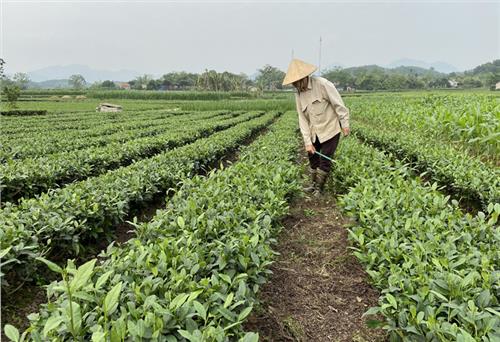 Nồng đượm hương trà Cà phê