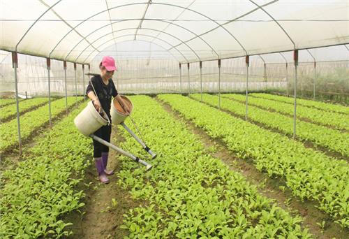 Tăng diện tích trồng rau 120ha 