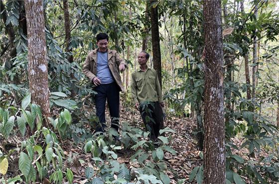 Phát triển rừng sản xuất giúp người dân thoát nghèo
