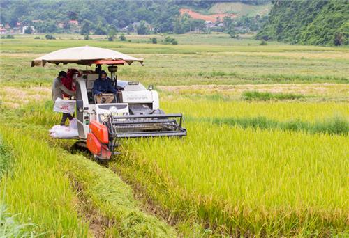 Được mùa lúa ở huyện vùng cao