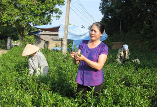 Nặng lòng với cây chè