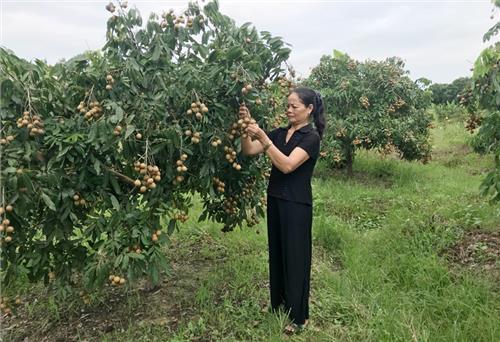 Đại Từ không còn chi bộ sinh hoạt ghép