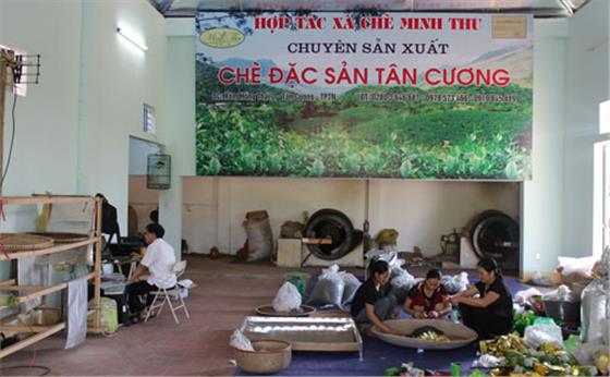 Hợp tác xã chè Minh Thu: Tích cực quảng bá thương hiệu sản phẩm