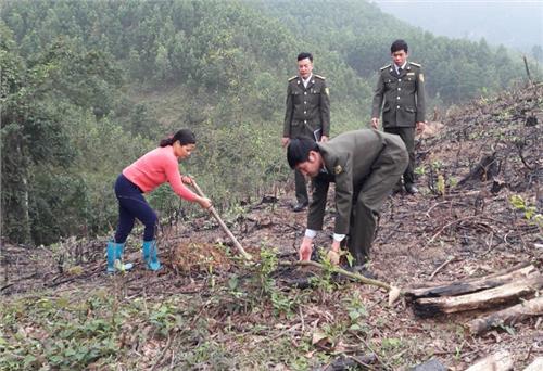 Đồng Hỷ: Hoàn thành chỉ tiêu trồng rừng thay thế với giống cây giổi xanh