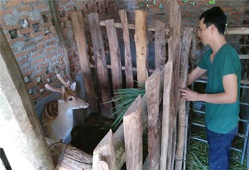 Người cựu chiến binh làm giàu từ nuôi hươu