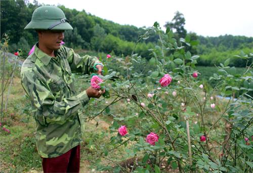 Mạnh dạn làm giàu từ hoa hồng cổ
