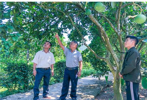 Bưởi Tràng Xá mất mùa do thời tiết bất lợi