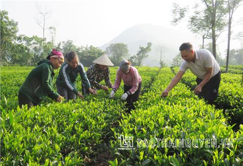 Nỗ lực “chắp cánh” cho hương chè bay xa