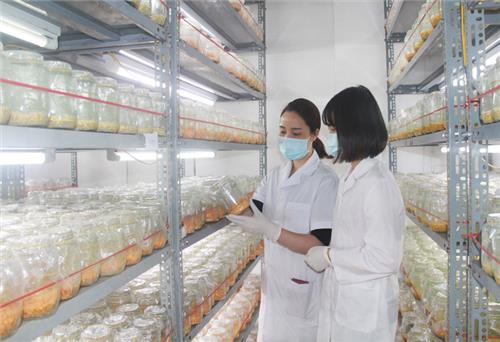 Nuôi cấy thành công dược liệu “đông trùng hạ thảo
