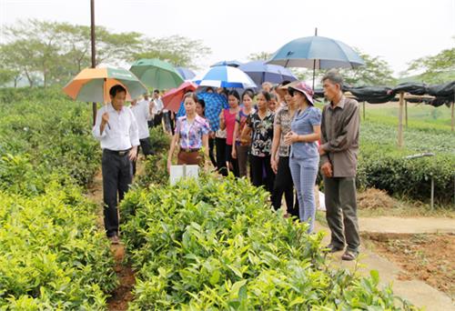 Hỗ trợ nông dân thị trấn Hùng Sơn làm chè VietGAP