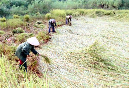 Định Hóa: Năng suất lúa Xuân không bị ảnh hưởng bởi thiên tai