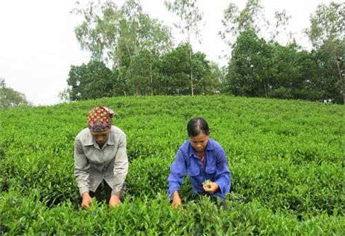 Mong xây dựng thương hiệu chè Thành Công