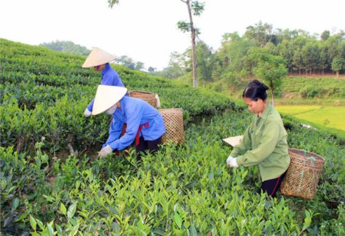 Nâng cao giá trị cây chè Định Hóa