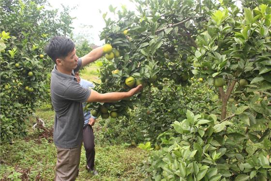 Đầu tư gần 7 tỷ đồng cho các mô hình trồng cây ăn quả