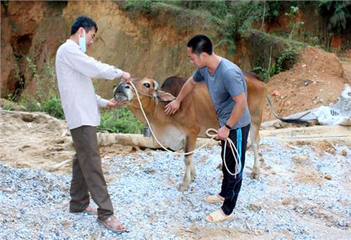 Chậm cung ứng vắc-xin tiêm phòng cho đàn vật nuôi 