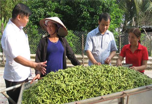 Thu lãi 2,4 triệu đồng/sào đỗ tương rau