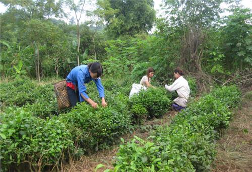 Hướng đi mới của Trung Thành