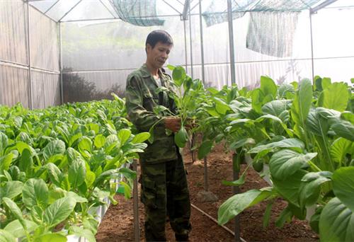 Trồng thủy canh cho sản phẩm rau an toàn