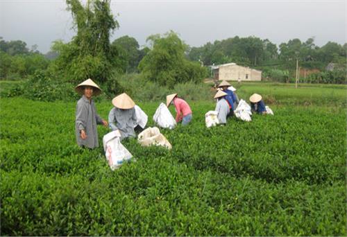 Gắn các phong trào thi đua với việc học tập, làm theo Bác