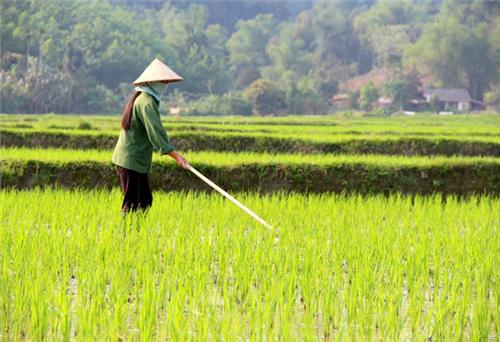 Định Hóa: Tập trung chăm sóc lúa xuân