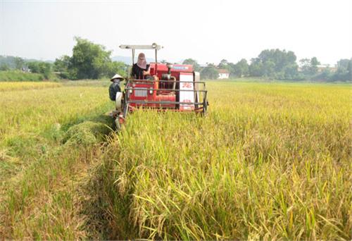 Tái cơ cấu ngành Nông nghiệp theo hướng phát triển bền vững