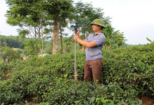 Diện tích chè VietGAP đạt trên 730ha