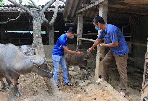 Mạng lưới thú y cơ sở: Thiếu và yếu