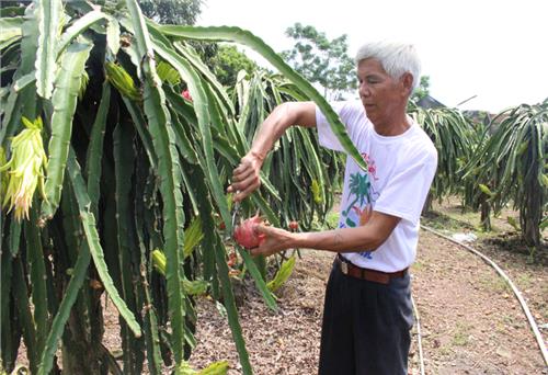 Lão nông làm kinh tế giỏi