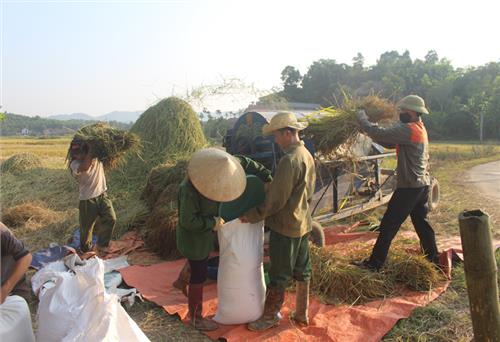 Lúa nếp Vải được mùa