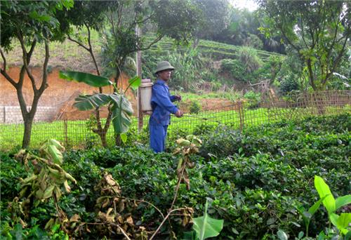 Tăng cường phòng, chống dịch bệnh trên cây trồng dịp Tết Nguyên đán năm 2019