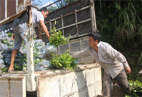Cấp hơn 7 vạn hom chè giống mới