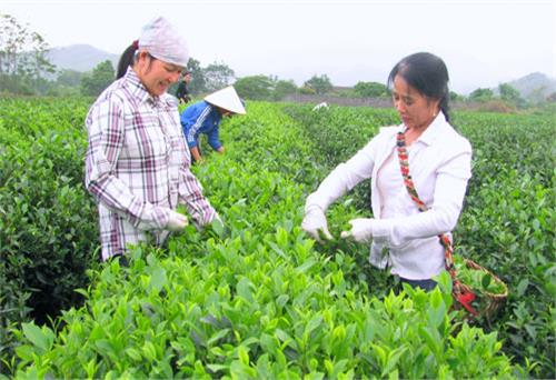 Người làng chè nói về cái tâm và tình yêu chè