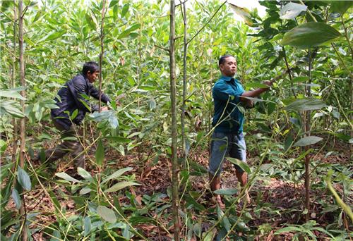 Phú Bình: Triển khai Luật Lâm nghiệp