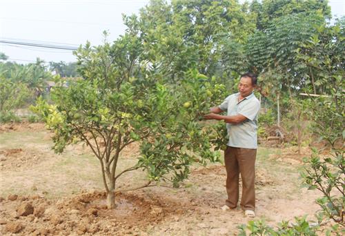 Nâng cao thu nhập từ phát triển cây ăn quả 