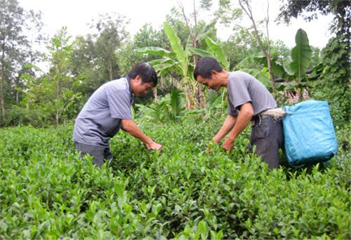 Làng chè truyền thống trước thềm Festival