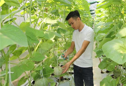 Chàng sinh viên với giấc mơ làm nông nghiệp sạch
