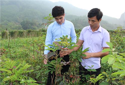 Võ Nhai:  Phát triển vùng trồng cây dược liệu tập trung