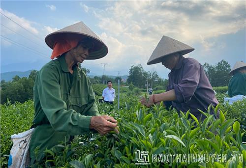 Khôi phục thời “vàng son” của chè Quân Chu