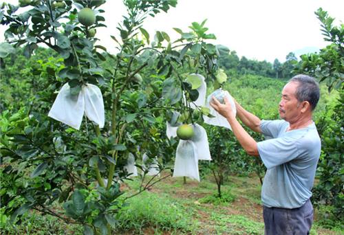 Trồng cây ăn quả trên đất đồi rừng: Hướng đi mới ở Đại Từ