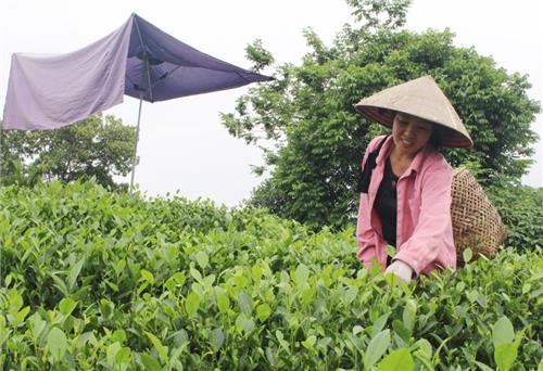 Phát huy thế mạnh cây chè