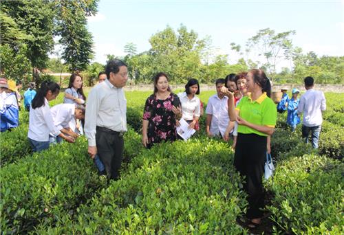 Bảo tồn và phát triển các làng nghề chè